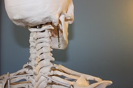 頚椎　骨格模型