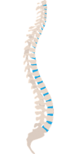 背骨を横から見たイラスト