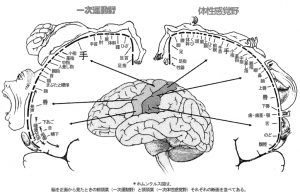 ホムンクルス