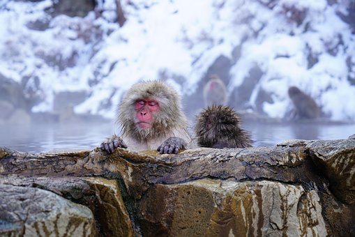 温泉に入っているサル